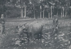 Odlar ris, 1924