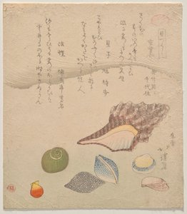 Seven Shells at the Edge of the Sea, från serien Shells Compendium (Kaizukushi)