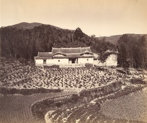 Teafield & Josshouse i Peling, ca. 1869. av Tung Hing.