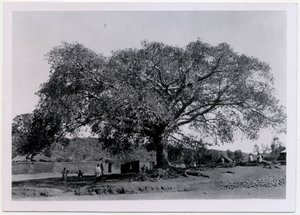 Träd med brett utbrett grenverk framför bymur, Axum, Etiopien, foto av Ugo Monneret de Villard