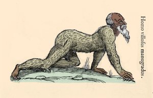 Monster Creature: en hårig man som går på alla fyra. Plåt efter Ulisse Aldrovandi (1522-1605), "" Monstrorum Historiae"", Bologna 1642 Milanese .