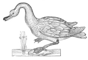 Ornitologiae hoc est de avibus historiae libri XII