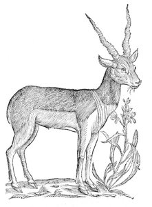 Quadrupedum omnium bisulcorum historia
