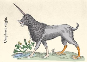 Representation av en camphurch, monster från Moluckerna Gravyr av Ulisse Aldrovandi (1522-1605), "Monstrorum Historiae", Bologna 1642