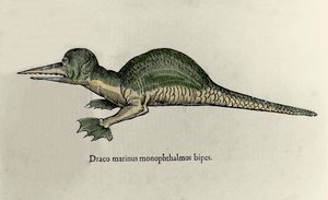 Representation av en marin drake. Platta med ett naturhistoriskt manuskript av Ulisse Aldrovandi (1522-1605) om monster