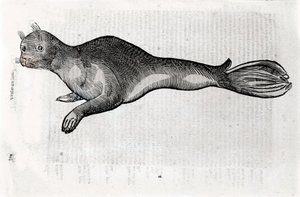 Representation av en sigillplatta illustrerad från ett manuskript av Natural History av Ulisse Aldrovandi (1522-1605), Ulisse Aldrovandi arkiv, University Library of Bologna, ed. 1603.