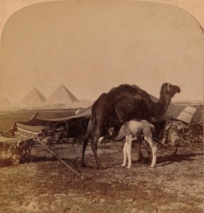 A Baby of the Desert, Egypten, 1896 av Unbekannt