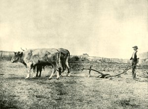 A Bullock Plow Team, 1901. av Unbekannt