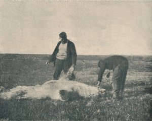 En död björn på Reindeer Island 21 augusti 1893, 1893 1897 av Unbekannt