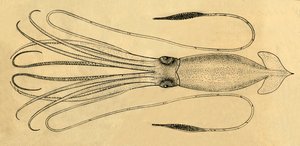 Ett diagram över jättebläckfisken, 1881. av Unbekannt