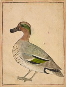 En grönvingad kricka, ca. 1730. av Unbekannt