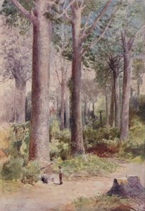 A Kauri Forest, 1923. av Unbekannt