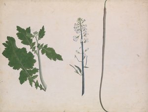 En rädisaväxt, frö och blomma, sent 1700-tal. av Unbekannt