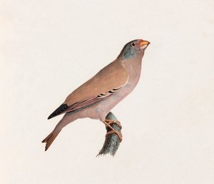 En färgillustration av en fågel av Unbekannt