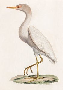 En färgillustration av en fågel av Unbekannt