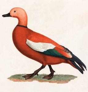 En färgillustration av en brun anka av Unbekannt