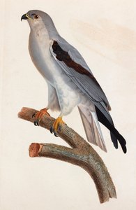 En färgillustration av en grå fågel av Unbekannt