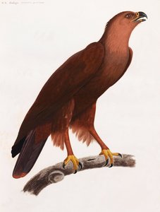 En helsidig färgillustration av en brun fågel på en gren av Unbekannt