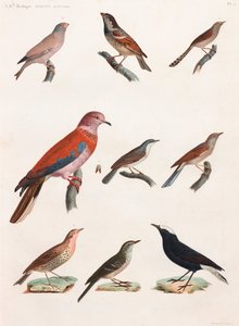 En helsidesserie med färgillustrationer av fåglar av Unbekannt