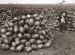 En liten flicka med högar av skördade kålrot, nära Landskrona, Sverige, 1910 av Unbekannt