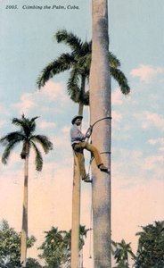 En man som klättrar i en palm, Kuba, 1911 av Unbekannt