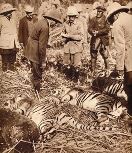 En kunglig påse med tigrar, 1911 1935. av Unbekannt