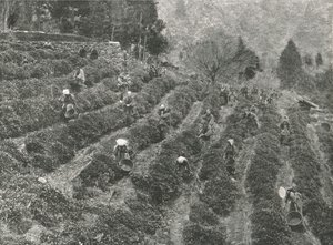 En teplantage utanför staden, Kobe, Japan, 1895. av Unbekannt