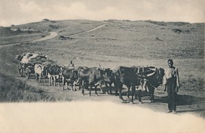 En typisk oxvagn - Sydafrika, tidigt 1900-tal. av Unbekannt