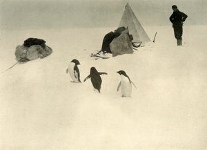 Adelie Penguins besöker ett läger c1908, 1909. av Unbekannt