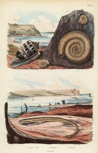 Amiralkon, Conus ammiralis 1, ammocete eller larvstadium av lamprey, Petromyzon marinus 2 och utdöd ammonitmollusk fossil 3 av Unbekannt