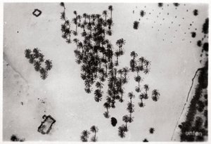 Flygfoto över palmskuggor i den arabiska öknen, från en zeppelinare, 1931 1933 av Unbekannt
