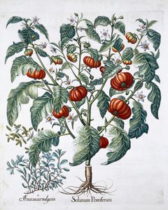 Afrikanska tomat- och mejramväxter, 1613 av Unbekannt