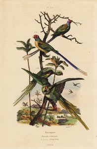 Alexandrine parakit, Psittacula eupatria och långsvansparakit, Psittacula longicauda av Unbekannt