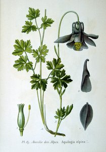 Alpin akleja, 1893 av Unbekannt
