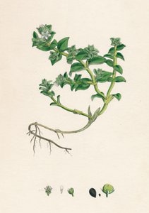 Alsine peploides. Havsportlak, 1800-talet av Unbekannt