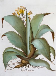 American Aloe Aloe Americana, 1613 av Unbekannt