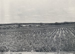 En australisk vingård, 1923. av Unbekannt