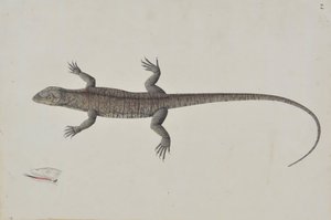 En indisk Bish-Copra Lizard, Ca. 1790. av Unbekannt