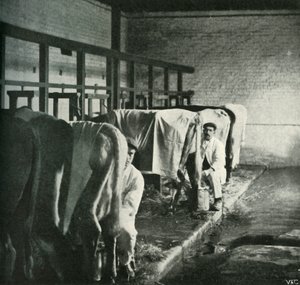 Ett modernt mjölkningsskjul på Walker-Gordon Farm, 1902. av Unbekannt