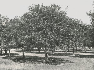 En apelsinlund nära staden, St Augustine, USA, 1895. av Unbekannt