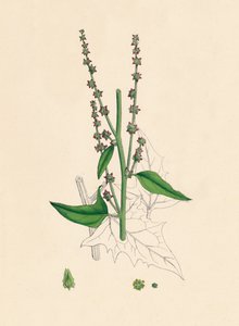 Atriplex Smithii. Smiths Orache, 1800-talet av Unbekannt
