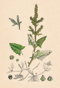 Atriplex deltoidea. Triangulär-bladig Orache, 1800-talet av Unbekannt