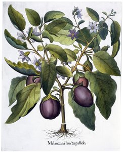 Aubergine, 1613 av Unbekannt