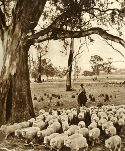 Australien - En förare med några av sina anklagelser på en fårstation i delstaten Victoria, c1948. av Unbekannt