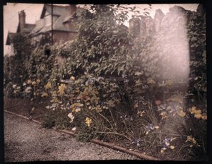 Autochrome of flowers, c 1908 av Unbekannt