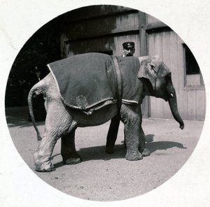 "Elefantbebis på djurparken", vers 1890 av Unbekannt