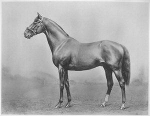 Bachelors-knapp. Winkfield - Milady, 1911 av Unbekannt
