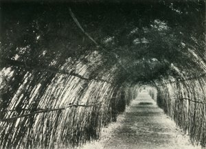 Bamboo Avenue vid Barrackpore, 1904, 1925. av Unbekannt