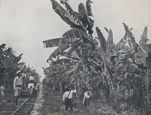 Bananplantage, 1924 av Unbekannt