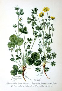 Karg jordgubbs- och vårsilver, 1893 av Unbekannt